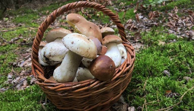 Gobarska sezona pod drobnogledom: Inšpektorji nadzirajo, koliko in kako nabirate