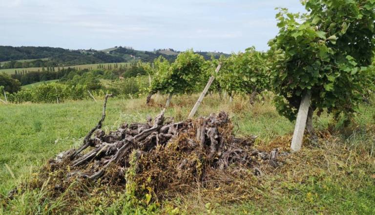 Pravne podlage še ni, izplačila vinogradnikom prestavljena