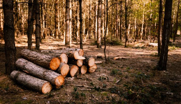 Pravi čas za delo v gozdu, če delamo varno
