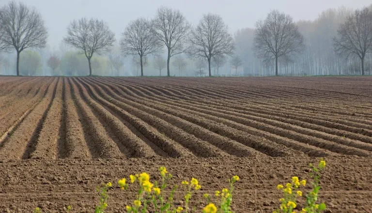 Veliko kmetijsko zemljišče v bližini Murske Sobote čaka na novega najemnika
