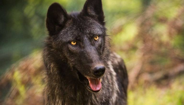 Panika: Volkulja iz ZOO Ljubljana skopala luknjo in pobegnila