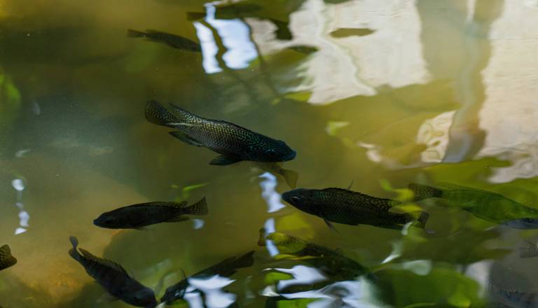 Grozljiva najdba: V bazenu za gojenje rib našli mrtvega moškega