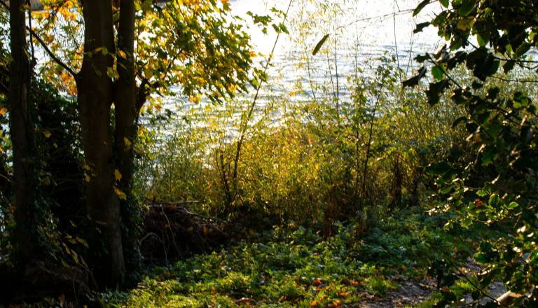 Kaj se dogaja s Potjo ob Savi? Na severu mirovanje, proti Zalogu aktivnosti