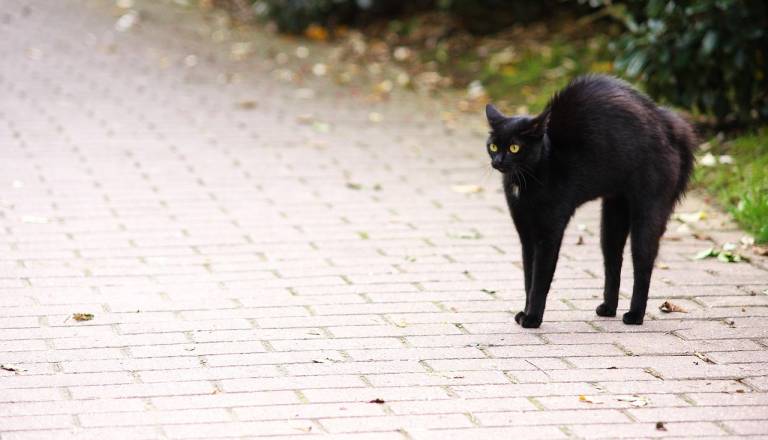Zakaj ima petek, 13. zlovešč prizvok - gre za naključje ali se takrat res zgodi več slabih stvari?