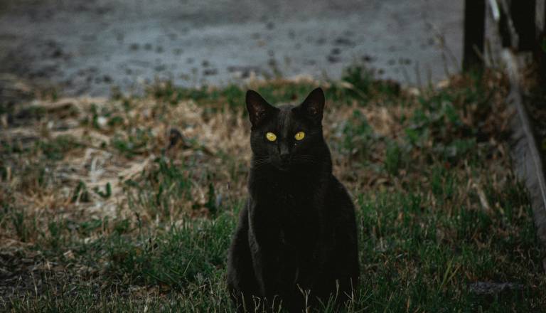 Petek13.: Kako nesrečen je v resnici današnji dan?