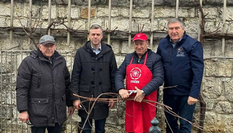 Na Pugljevi ulici v Novem mestu obrezali potomko najstarejše vinske trte