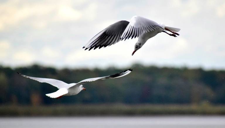 Najprej plohe, nato izboljšanje: bo pustni torek postregel s soncem?