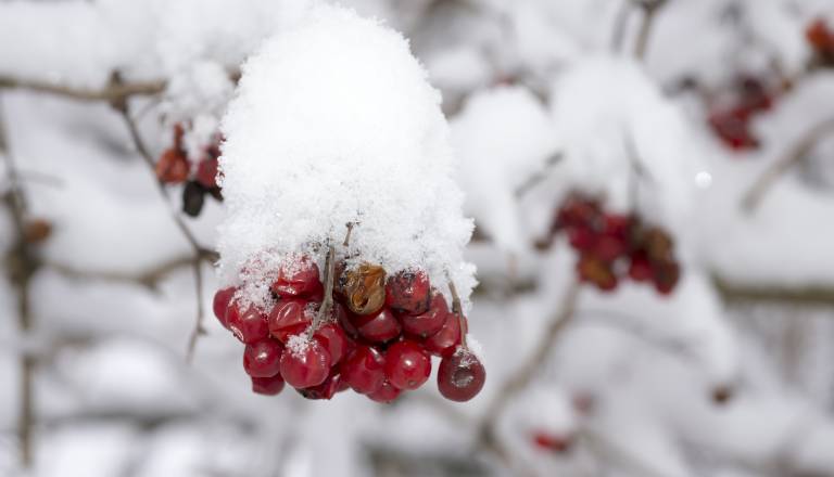 Sneg lahko pobeli tudi nižine