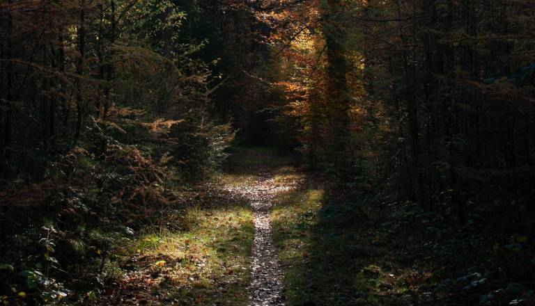 Nenavaden prizor iz slovenskih gozdov: »Našemljen« jelen