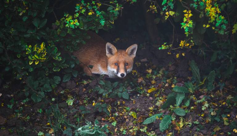 Pri uplenjeni lisici potrdili bolezen, ki je izjemno nevarna za pse