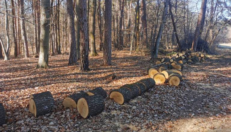 Med žaganjem se je nanj skotalil hlod, 44-letni moški umrl na kraju