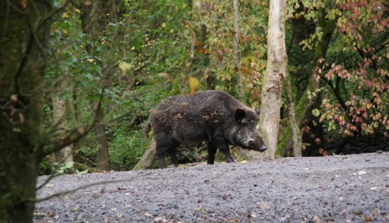 Zaradi virusne bolezni opozorilo lastnikom psov: Preprečite stik z ranjeno in uplenjeno divjadjo