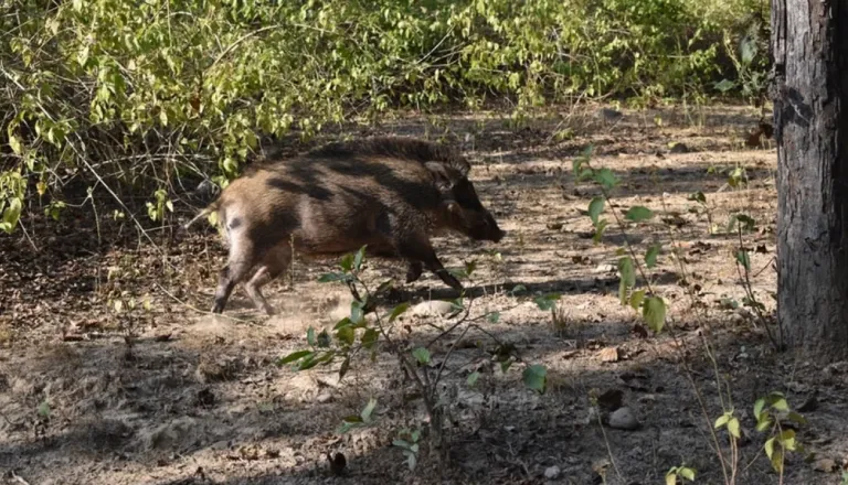 Opozorilo za lastnike psov: Smrtonosna nevarnost v stiku z divjimi prašiči