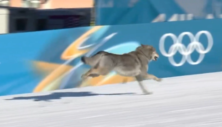 VIDEO: Kosmatinec presenetil tekmovalke na olimpijskih igrah