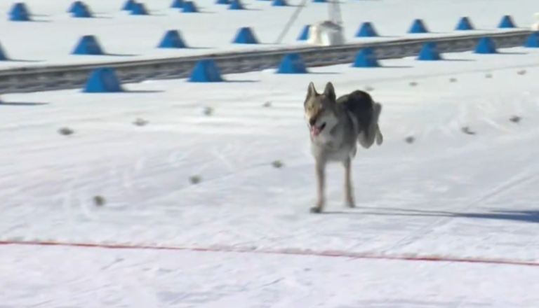 VIDEO: Nenavaden prizor na olimpijskih igrah, v ciljno ravnino pritekel kosmatinec