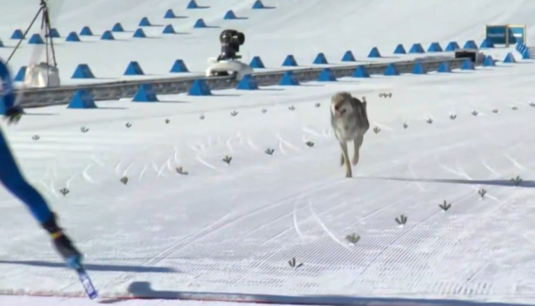 VIDEO: Pozornost na olimpijskih igrah za trenutek ukradel štirinožni vsiljivec