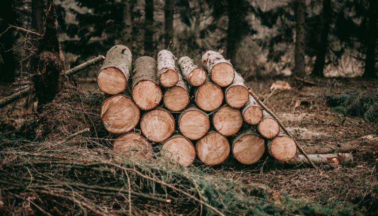 Tragična nesreča v gozdu: Hlod pod seboj pokopal 44-letnika