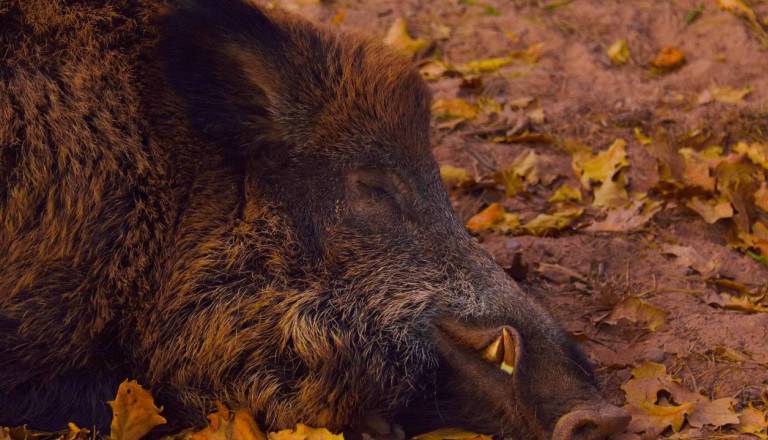 Uprava svetuje: Povodec in previdnost lahko rešita pasje življenje