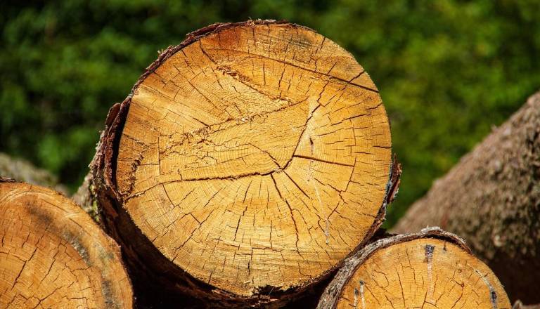 Huda nesreča v gozdu: Med spravilom lesa smrtno ponesrečen 44-letni moški