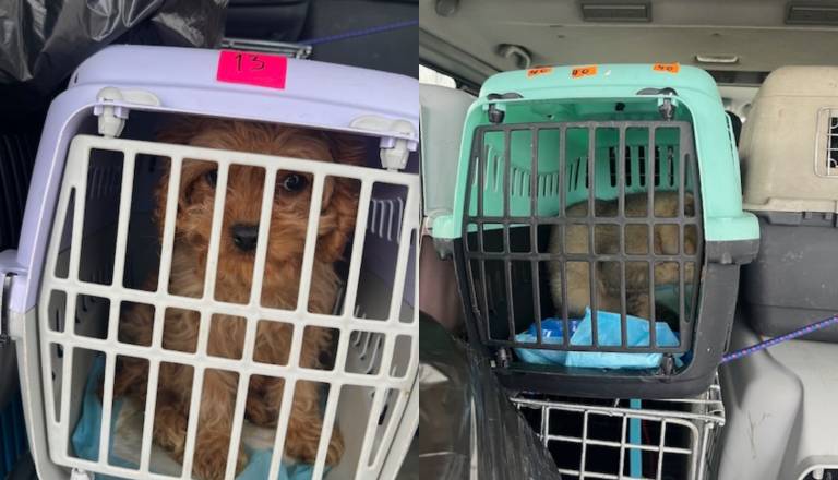 Pomurski policisti odvzeli pse in mačke, prevažala sta jih državljana Ukrajine