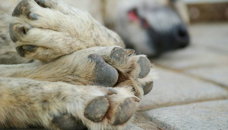 Pozor, lastniki psov: V Sloveniji potrjena bolezen, ki je za pse smrtonosna