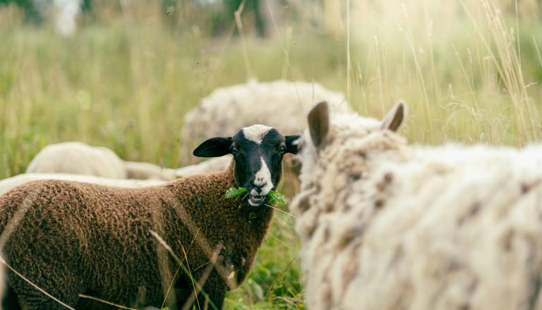 Do 24. aprila morate ukrepati: Uprava opozarja na cepljenje živine in razkriva resnico o cepivih