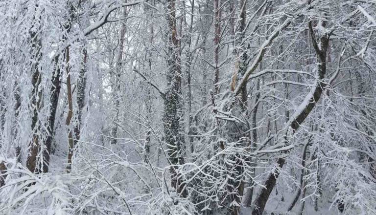 Težak sneg lomi drevje, v severovzhodni Sloveniji že 50.000 kubičnih metrov škode