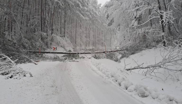 Na cesti Sotina-Kuzma padlo približno 150 dreves, zimske službe na terenu aktivirane ob 1.30
