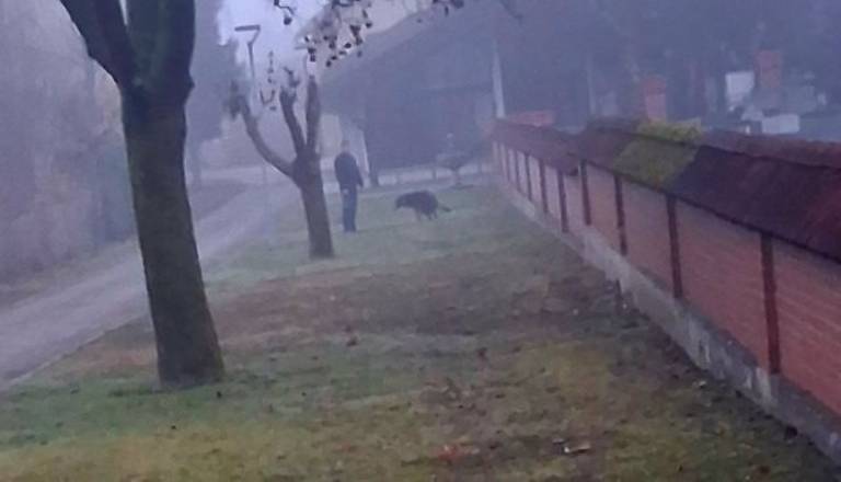 Park pred cerkvijo v Črnučah: Kaos zaradi pasjih iztrebkov in neodgovornih lastnikov