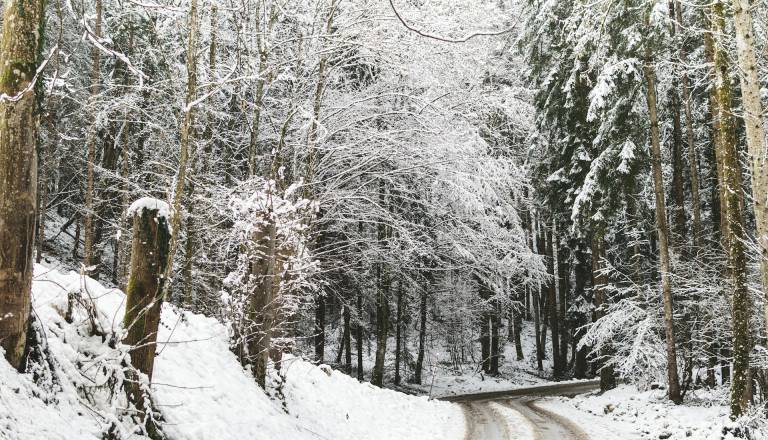 Snežni kolaps v Avstriji: Promet proti Gradcu močno otežen