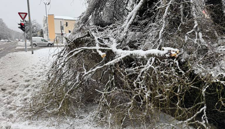 Nujno opozorilo mariborske občine: Ne zadržujte se v parkih in gozdovih, zaradi težkega snega grozi podiranje dreves