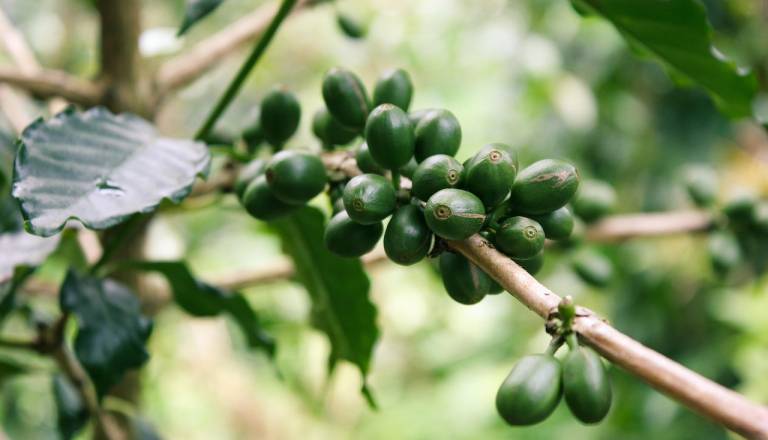 Podnebne spremembe ogrožajo kavo: Največje proizvajalke beležijo rekordno vroče dni