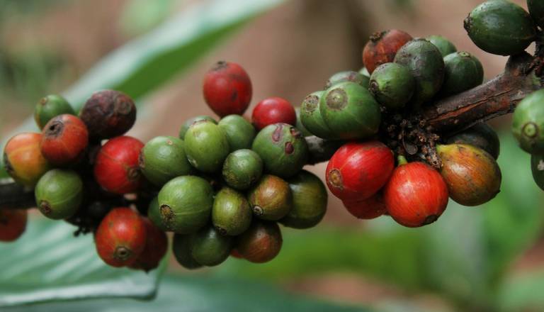 Visoke temperature klestijo pridelek kave: Cene od 2023 do 2025 podvojene