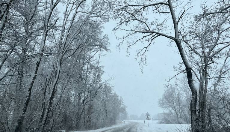 Podrta drevesa in izpadi elektrike, SI-ALARM pa brez obvestila. To je razlog ...