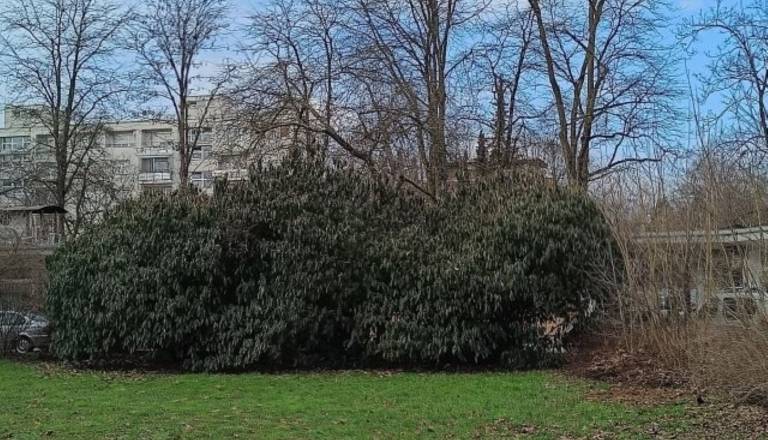 Brezdomec si je bivališče uredil v tem grmu za Bežigradom, kaj o tem meni Janković?