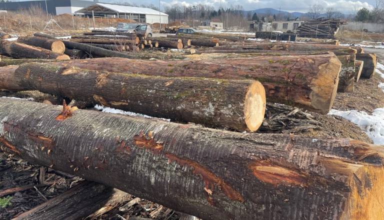 Redek kočevski hlod prodan za 14 tisočakov