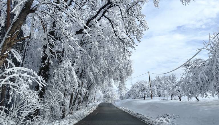 Podrta drevesa ovirala promet, takšna kazen vas lahko doleti, če ne poskrbite za drevesa in grmičevje