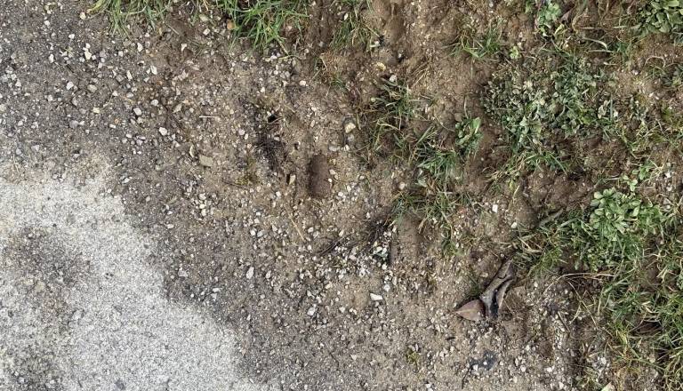 FOTO: Kočevje kot minsko polje: Pločniki polni iztrebkov, kazni pa očitno ne zaležejo