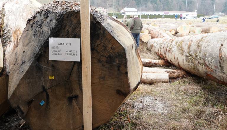 FOTO: Skoraj 30 tisočakov za en sam hlod! Hrast je zmagovalec licitacije lesa