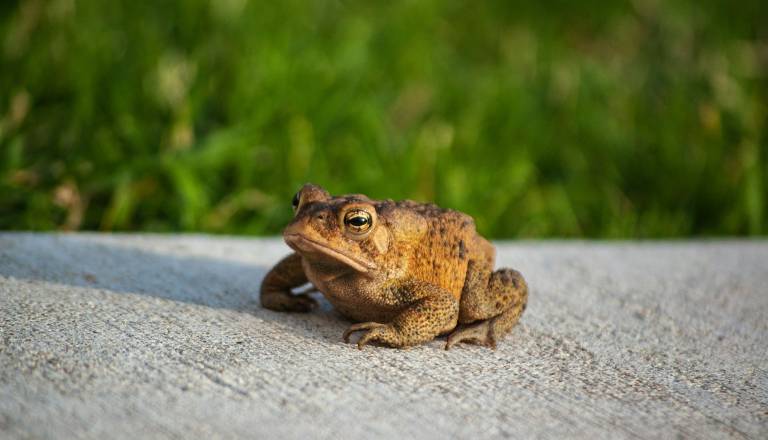 Začenja se selitev dvoživk: Prostovoljci stopajo na ceste, da preprečijo množične povoze