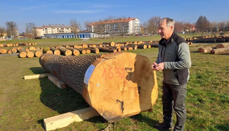 FOTO: Rekordi na dražbi lesa, Najdražji hlod prodali za skoraj 10.000 evrov