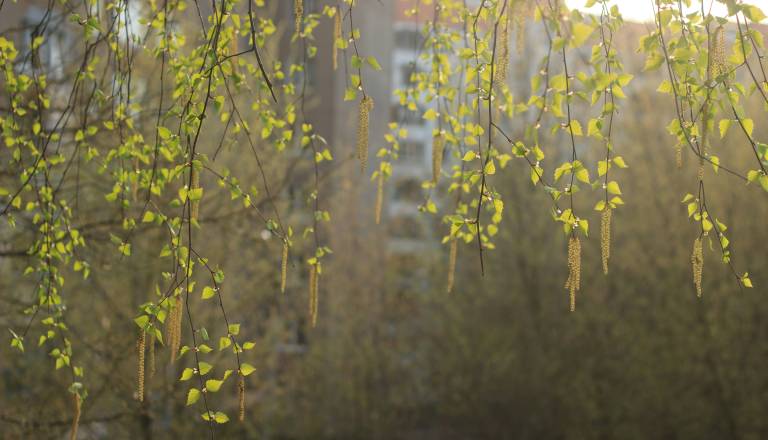 Prihaja udar cvetnega prahu, mnogi bodo danes težko dihali