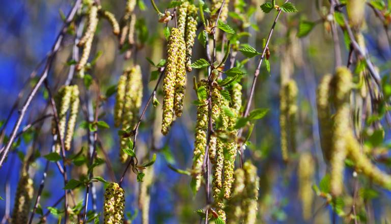 Visoke obremenitve s cvetnim prahom, temperature do 18 stopinj Celzija