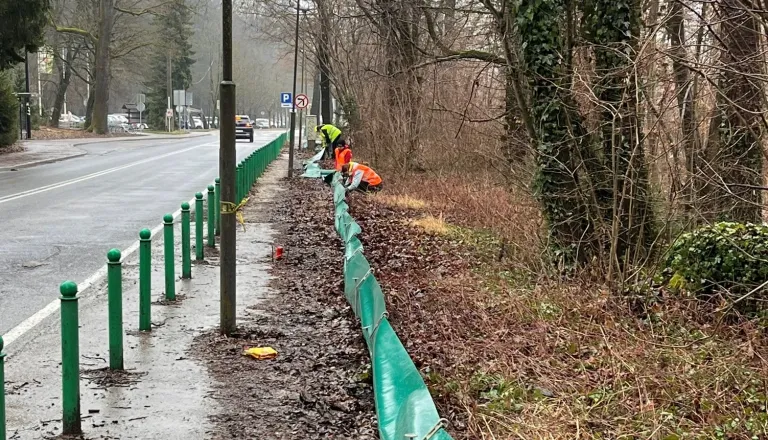 Zelena ograja na Večni poti, začela se je selitev dvoživk