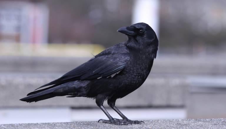 Občanka poroča o napadu vran na mačko v Novih Jaršah