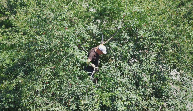 Kam z zelenim odrezom v Mariboru? Snaga ponuja tri enostavne rešitve