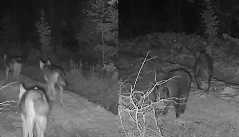 VIDEO: Kamera v Kočevju ujela trope volkov, srn, divjih jelenov, divjih svinj in divjo mačko