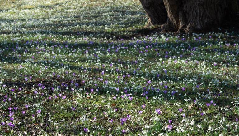 Pomlad eksplodirala v Ljubljani: Festival zvončkov z bogatim programom za vso družino