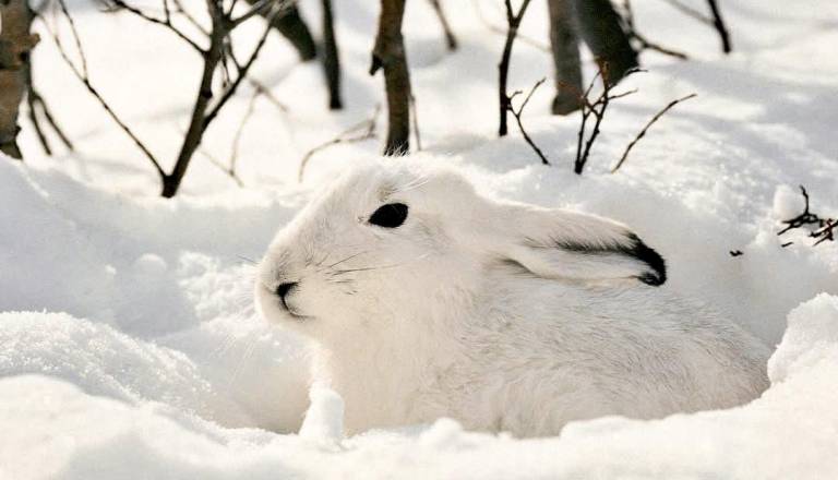 Iz snega pri Kranjski Gori pokukal beli zajček in raznežil splet