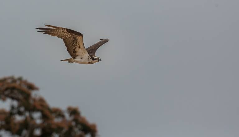 Na kliniko pridrvel z motorjem, da bi rešil skobca: »Vsak kilometer je bil izraz iskrene skrbi«